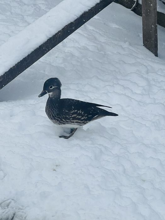 Rațe Mandarine doua perechi disponibile