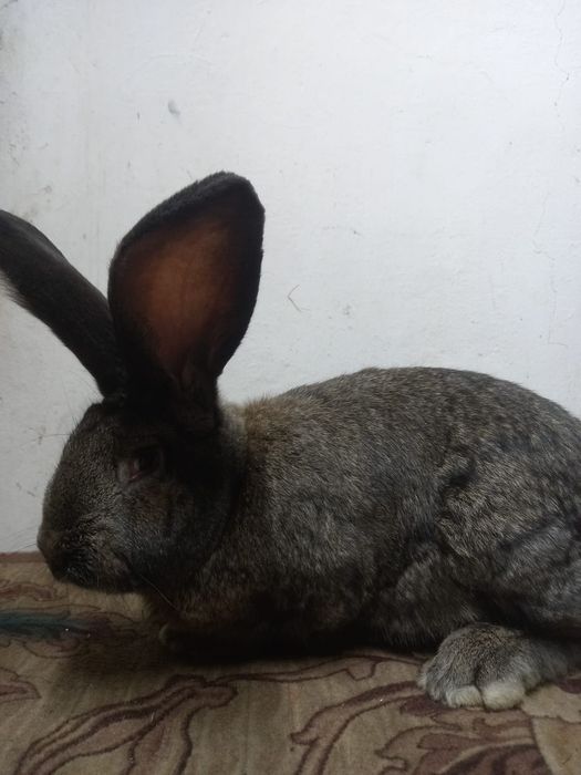Продам кролики фландер