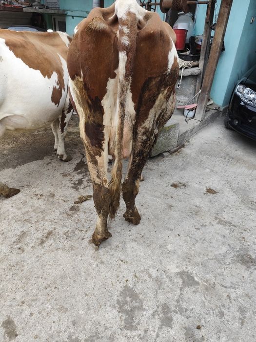 Vând vacă Red Holstein