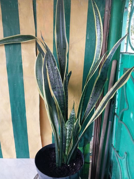 Продам комнатные растения