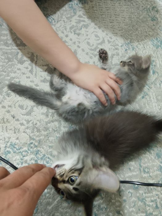 Отдам котят в добрые руки кошки