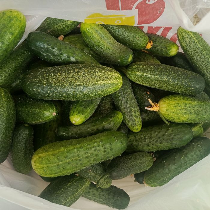 Огурцы дачные,не крупные,не горькие