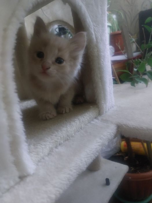 Котёнок в добрые руки