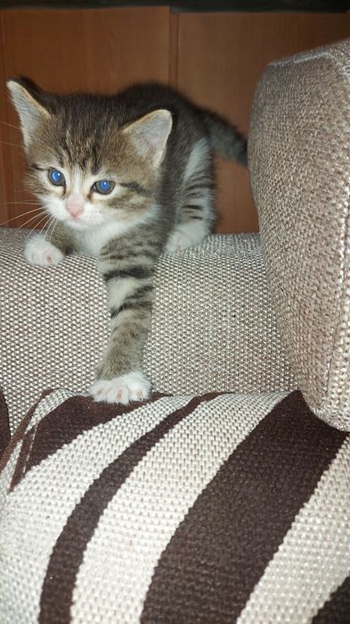 Котенок. Отдам котят.
