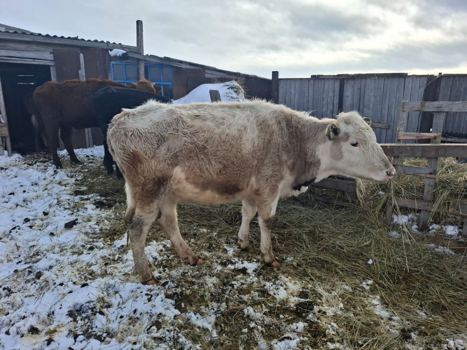 Продам крс телки 4 шт