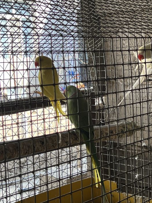 Попугай сотилади