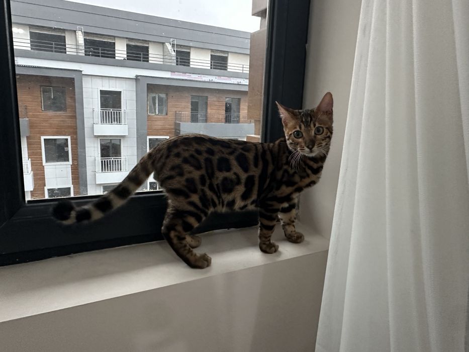 Бенгальская кошка продается