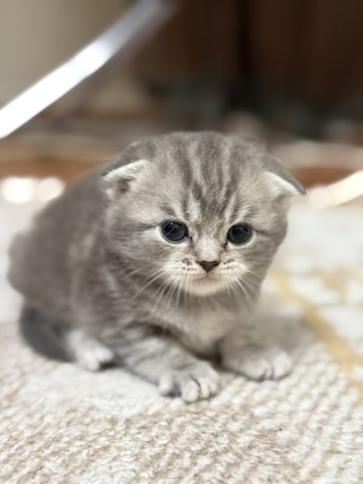 Котята, Скоттиш фолд, котенок