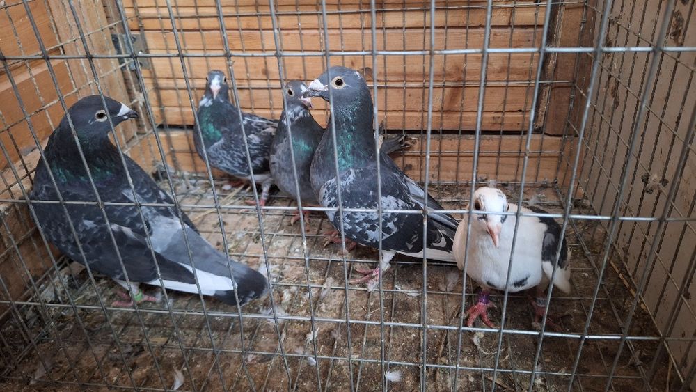 Lot 5 porumbei( 3 tardivi 2 maturi)