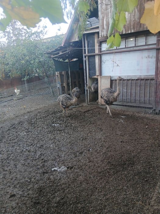 Pui de sttut cu vrasta de 3 luni sant crescuti cu furaje din goospodarie proprie