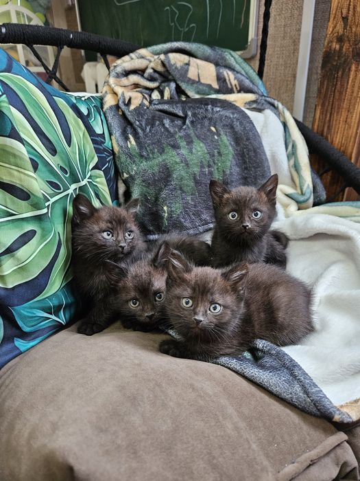 Отдам котят в хорошие, добрые руки