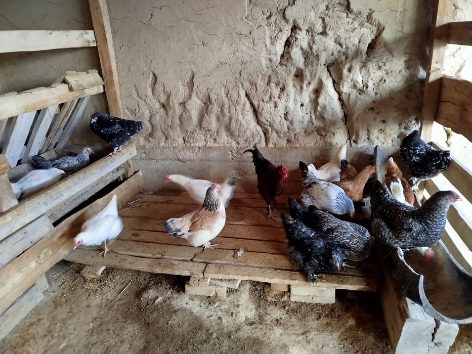 Тауық сатылады .