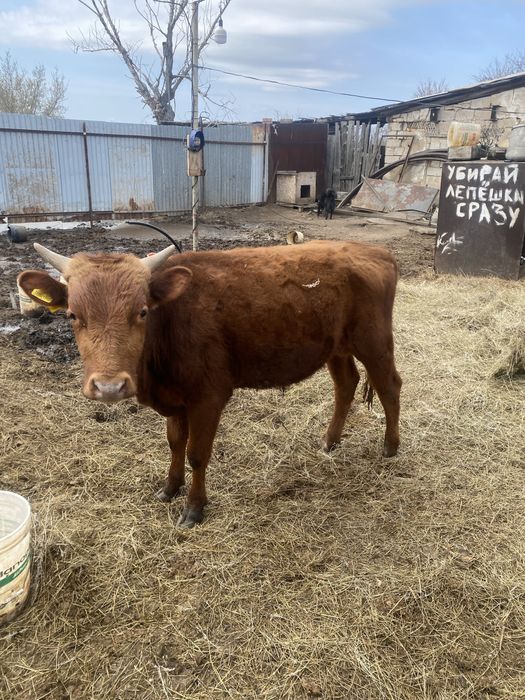 Продаю быков количестве 3шт