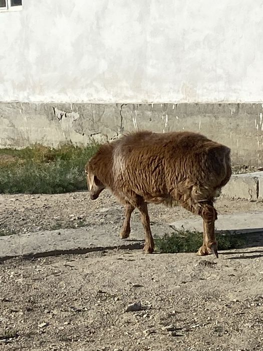 Қой сатылады семіз