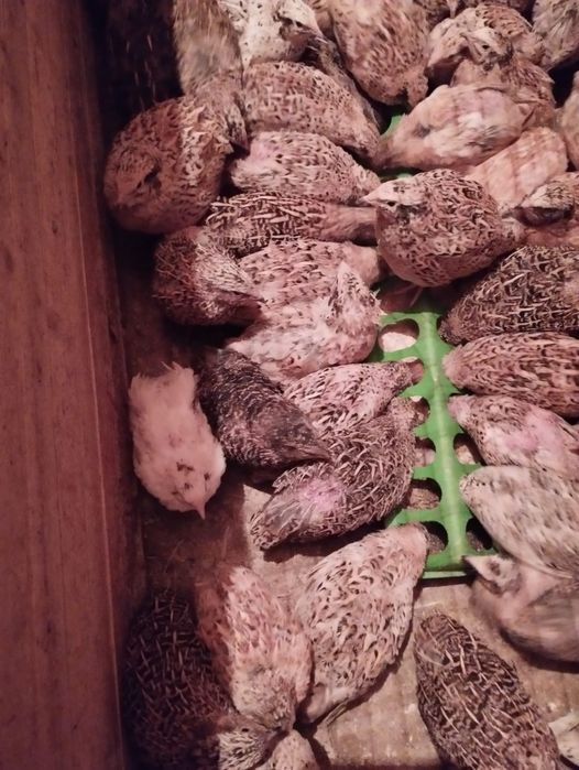 Продам перепелов молодые