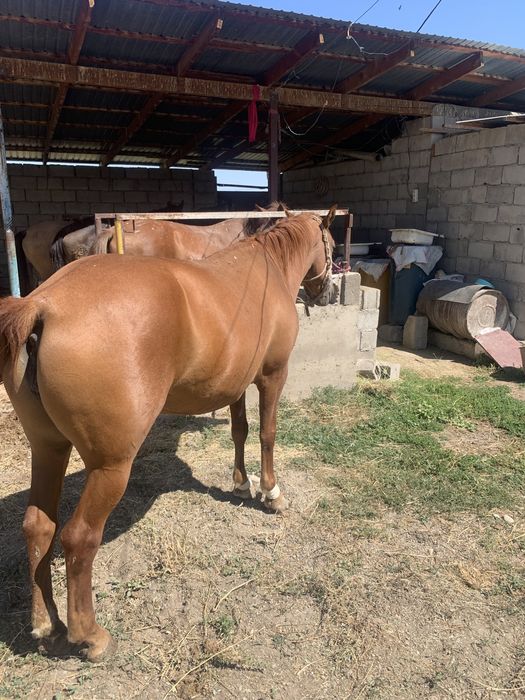 Бие сатылады багасы 650000