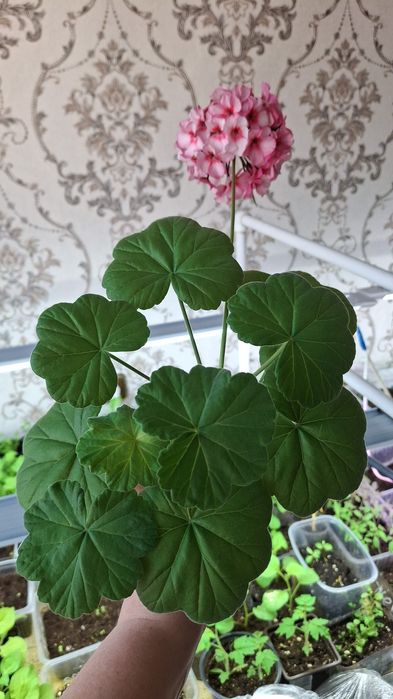 Продам герань.Продам
