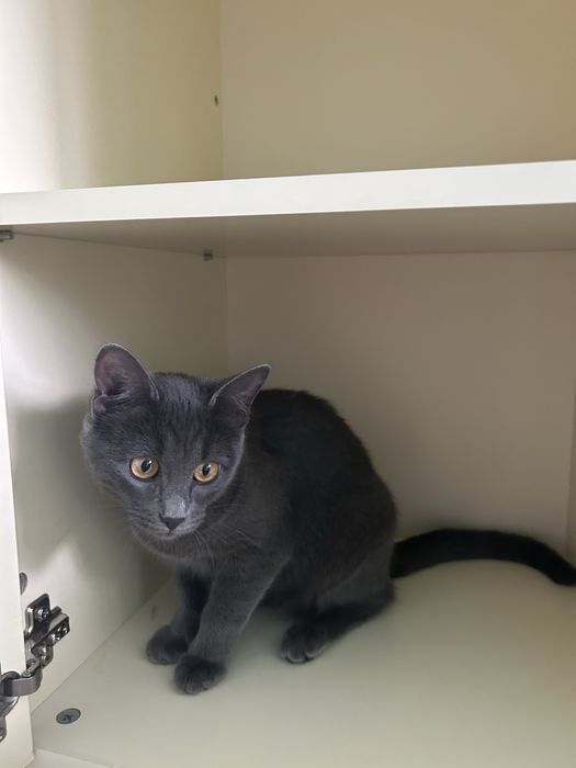 Отдаем котенка в добрые руки