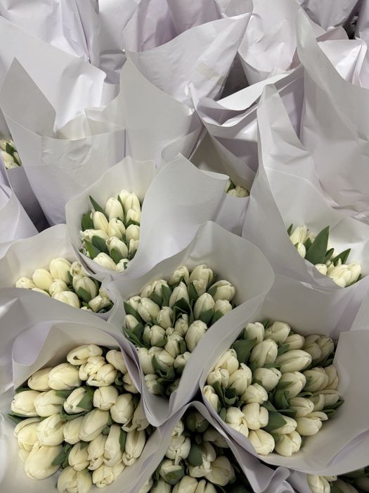 Lola Тюльпаны оптом