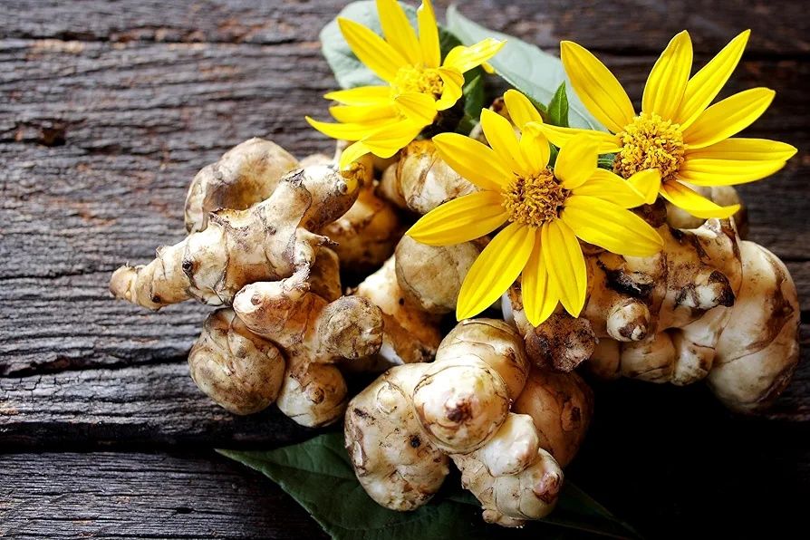 2 KG  Rizomi "Tineri Bio  Napi  ' Topinambur ( Soi  Sicilia  ' Italia'
