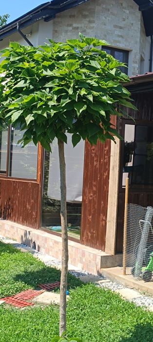 Catalpa nana globulara