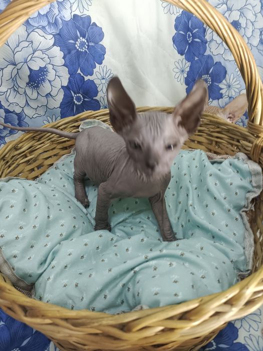 Котята донские сфинксы