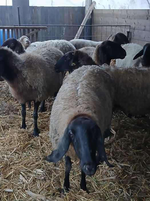 Vand  11 oi carabase tinere la primul miel