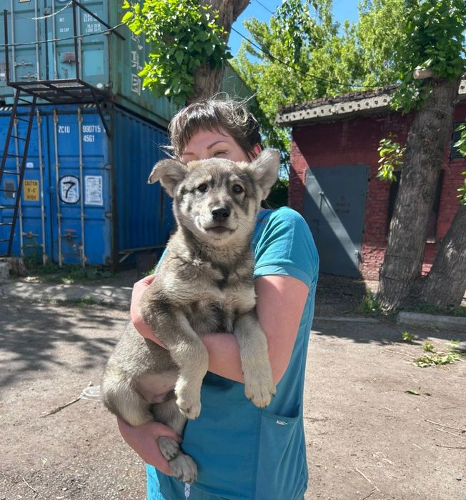Щенок мальчик,ищет добрый дом