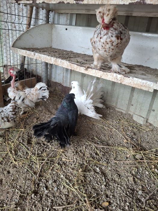 Porumbei voltati indieni