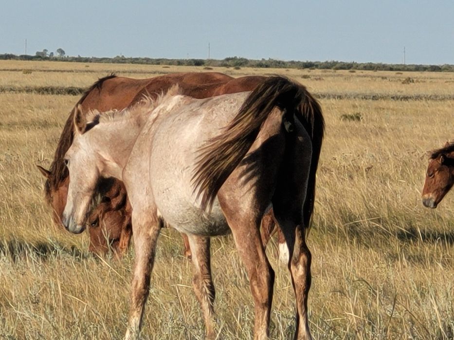Тайлар сатылады.