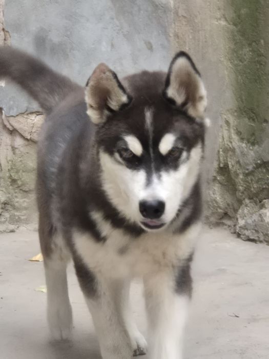 Xaskiy iti sabaka  сабауа