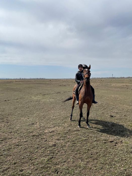 Таза қандв айғыр сатылады