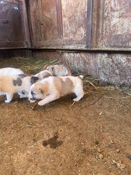 Прямые линий АЮ БУШ АЛАПАР