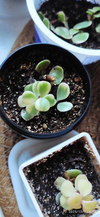 Продам укорененные молодые суккуленты