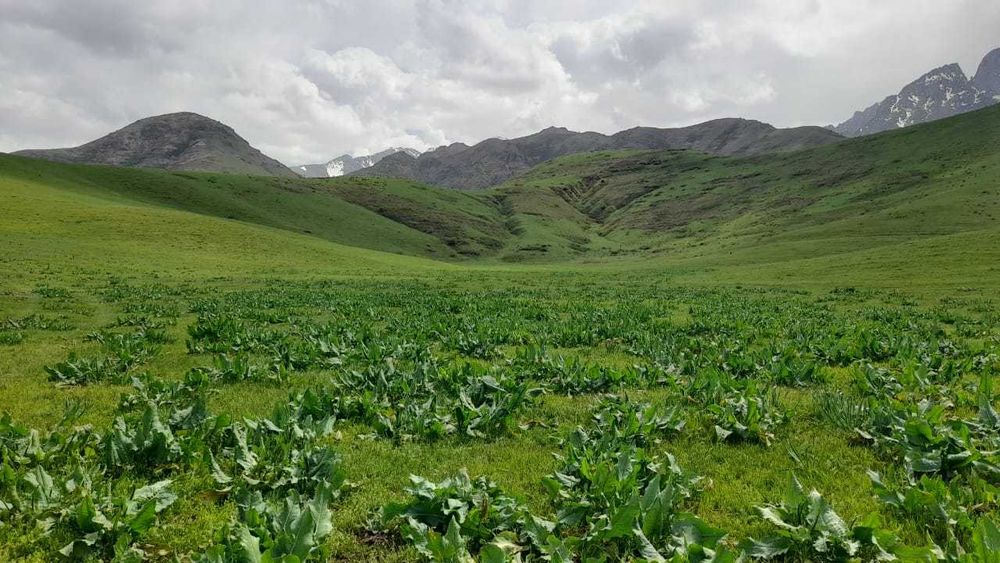 Срочно продается фазенда