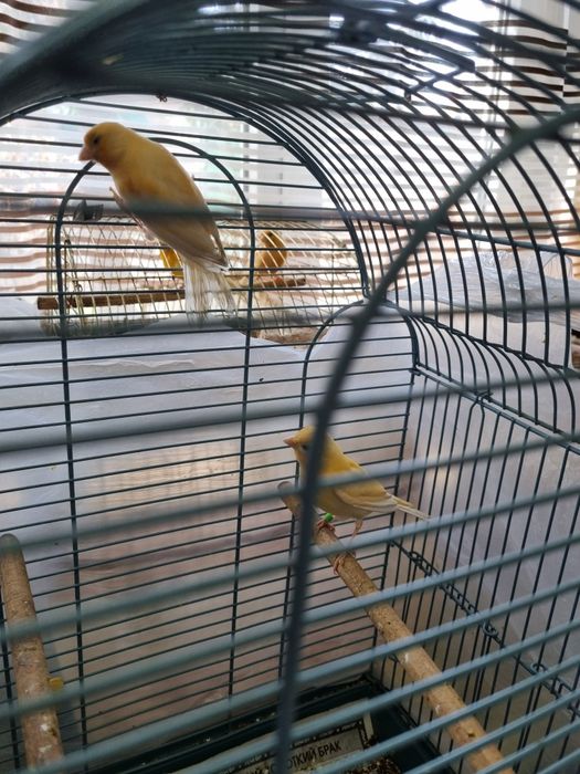 Канарейки молодые