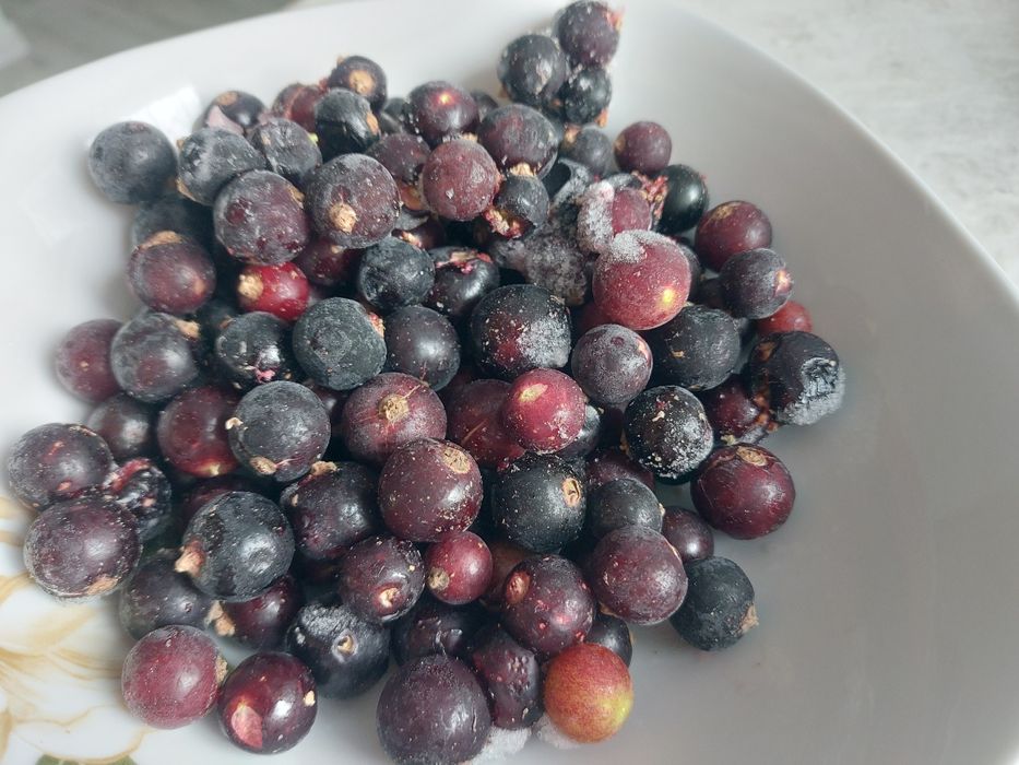 Смородина дачная