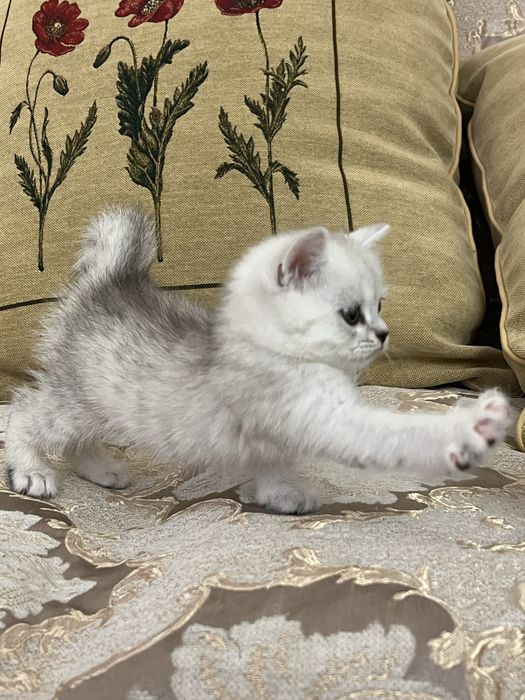 Котенок Шин Шиллы 1мес