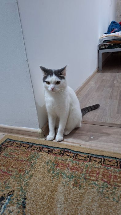 Отдам кота бесплатно