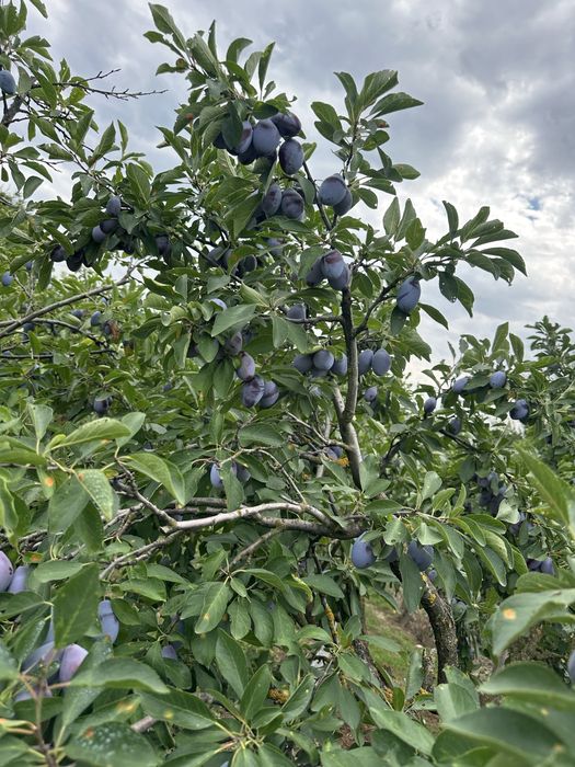 Vând prune de consum