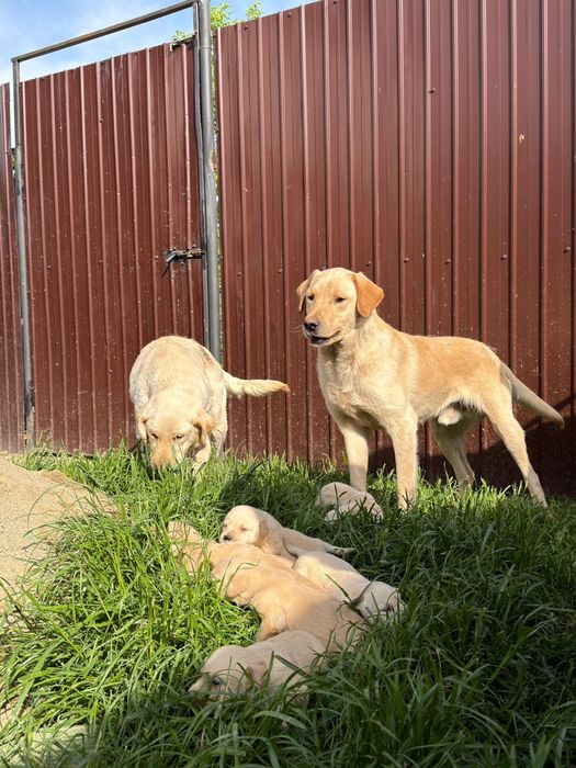 Familie de labradori