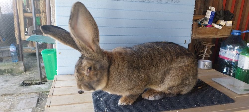 Белгийски великан зайци