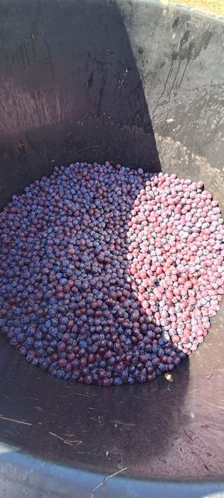 Se vând  prune roși