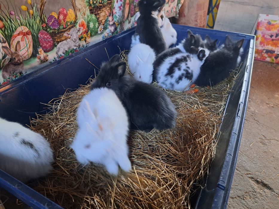 Vand iepurasi cap de leu pitic diferite culori