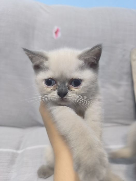 Шотландский скотиш страйт