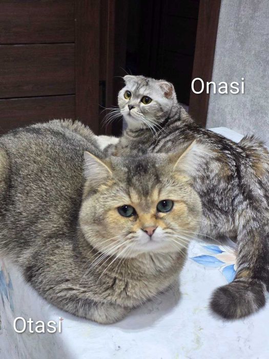 Scottish Fold va Straight mushuklar sotiladi