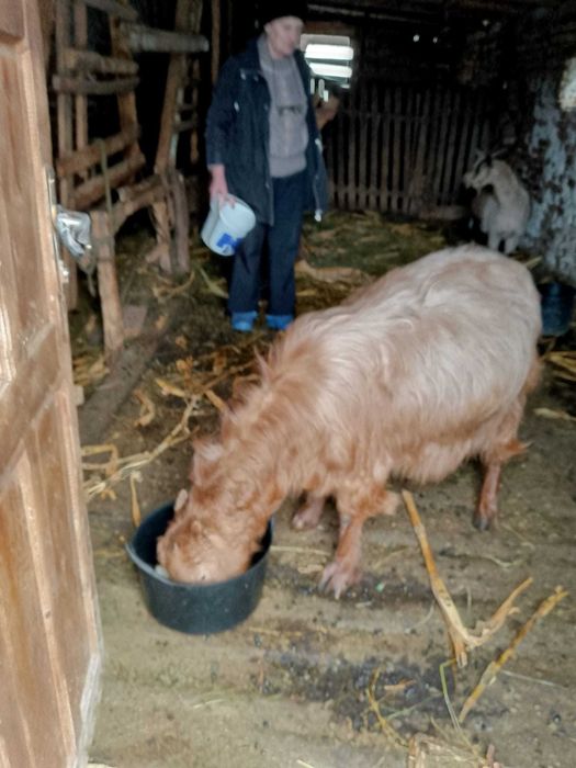 Capra rasa romaneasca rosie