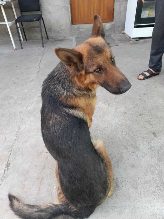 Ищем подругу для вязки