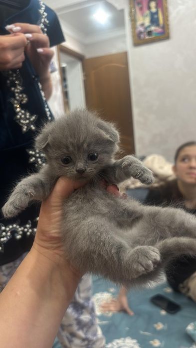 Кошки , милые кошки
