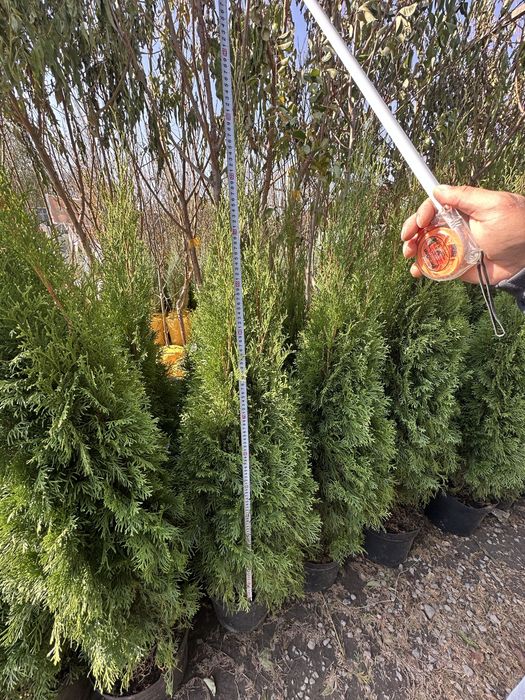 Туя Смарагд. Туя брабант. Туя